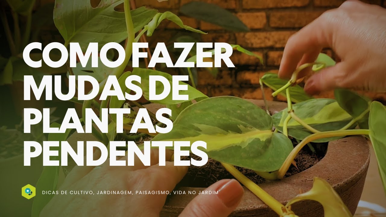 DICAS FÁCEIS para FAZER MUDAS de PLANTAS PENDENTES em CASA