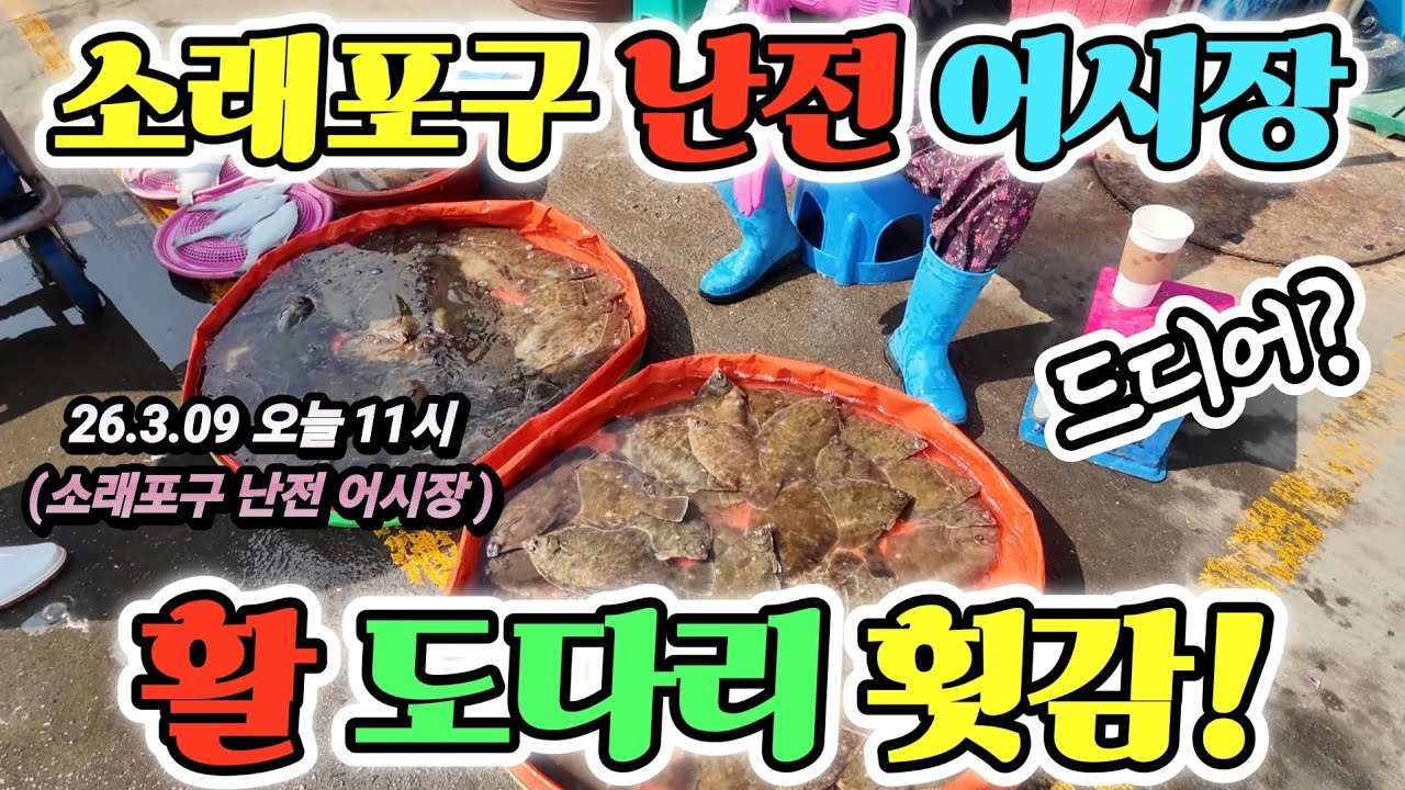 소래포구 난전 어시장 활 도다리! 손님 없어 막 퍼줘? 오늘 최신 영상! 텅빈 진짜 어떡해! 긴급 공개! Korean fish market channel 