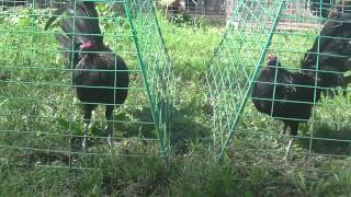 Kearney Brownred black stag roosters gamefowl fighting chickens