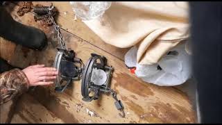 видео: Волк снова ушел, вырвал лапу из Бриджера 5 у Романа. Возможные причины от Алексея, Игоря и Романа. картинка: Волк снова ушел, вырвал лапу из Бриджера 5 у Романа. Возможные причины от Алексея, Игоря и Романа.