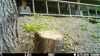 Red squirrel gets dive-bombed by songbird.