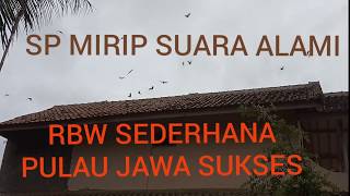 Suara PANGGIL Walet mirip ASLI RESPON | RBW JAWA screenshot 5