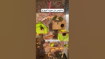 #سورة_البروج #قرآن #المصحف #العراق #مصر #طيور #البادجي #اكسبلور #quran #birds #budgies #america #us