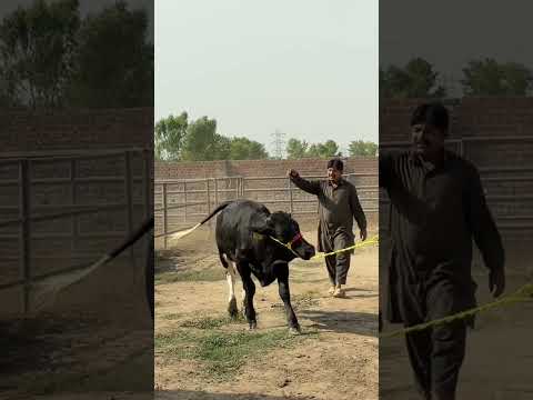#sikkacattlefarm #sheikhupura #feedlotfattening