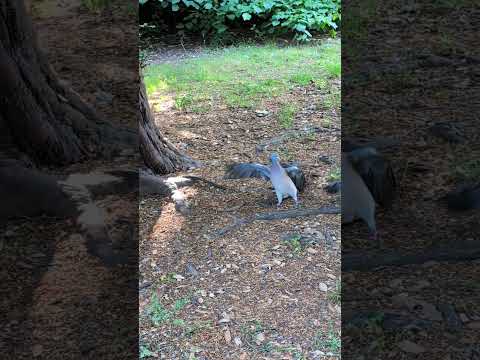 Wood pigeons cooing