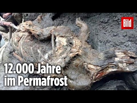 Video: In Russland Wurde Eine 300 Millionen Jahre Alte Alien-Zahnstange Entdeckt - Alternative Ansicht