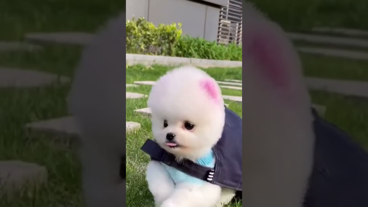 Charming Dog | Dog Video | Super Puppy | Smart Dog 