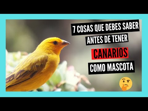 Video: ¿Cómo sueltas un canario?