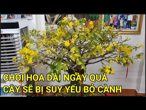 Video ???? QBS23359 - NÊN CHƠI HOA MAI BAO NHIÊU NGÀY ĐỂ CÂY... - youtube