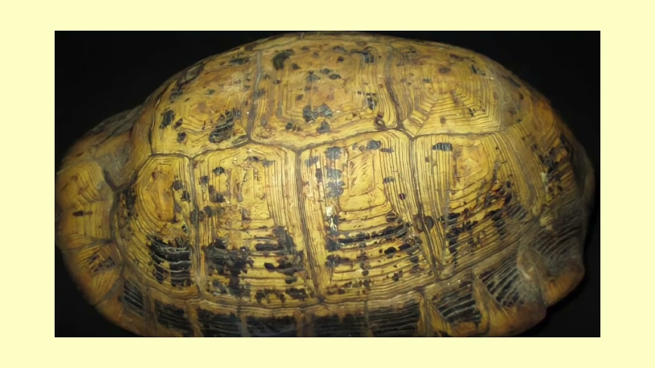 ประวัติและแนวคิดนักปรัชญา ”จวงจื๊อ” Zhuangzi 莊子