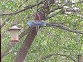 Cool birds at the bird feeders (September 5, 2021)