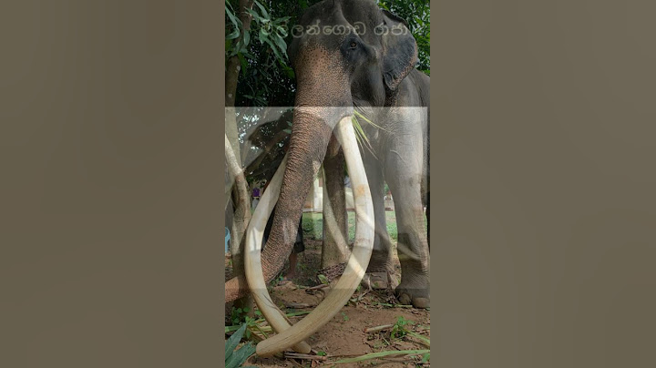 දැනට ජීවතුන් අතර නැතත් සදාතුක දළදා කරඬුව වැඩමවු මිල්ලංගොඩ රාජා | Millangoda raja#දළදා#shorts