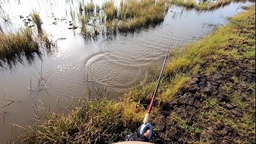 Câu cá lóc mùa lũ ( P13 ).Lội ruộng đánh lan .Thợ săn cá lóc.