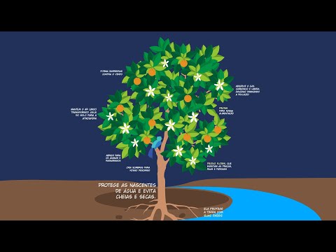 Vídeo: Quais são as características de uma árvore?