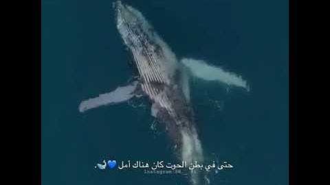 آيات تريح القلب وتزيل الهم والحزن 🌿🌿