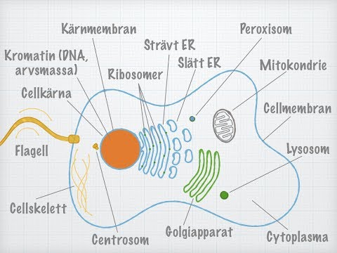 Video: Vad finns i cytoplasman hos eukaryota celler?
