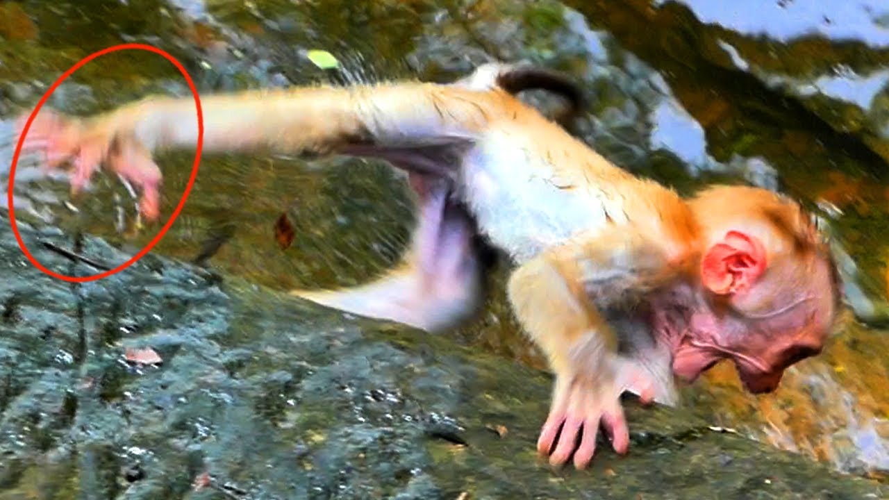 Newborn baby cute Lucie tried teach walking Mama Lucie not allow