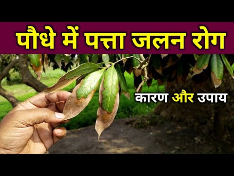 पौधे को पत्ता जलन रोग से कैसे बचाएं पूरी जानकारी | Paudhe Mein Patta Jalan Rog | Patta Sukha Rog