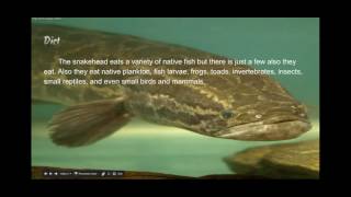 Northern Snakehead - Jordan - 2nd Video