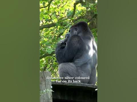 Silverback Gorilla Interesting Facts - YouTube