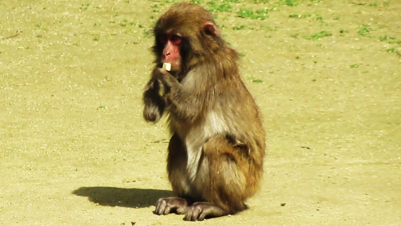 ニーナ、おねだり成功 Nina's begging was successful 葉ッピー動物園1597 淡路島モンキーセンター 兵庫県