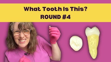 Practice Tooth ID Quiz 4 |  Learn How to Identify a Tooth in 5 Steps & ACE your Dental School Exams