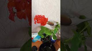 Советую присмотреться к Детскому Лецитину, если хотите поддержать Память и Нервную систему у ребенка