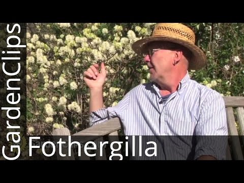 Video: Blomstrende Fothergilla