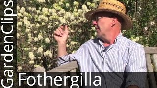 Fothergilla gardenii - Garden Fothergilla - How to grow Fothergilla