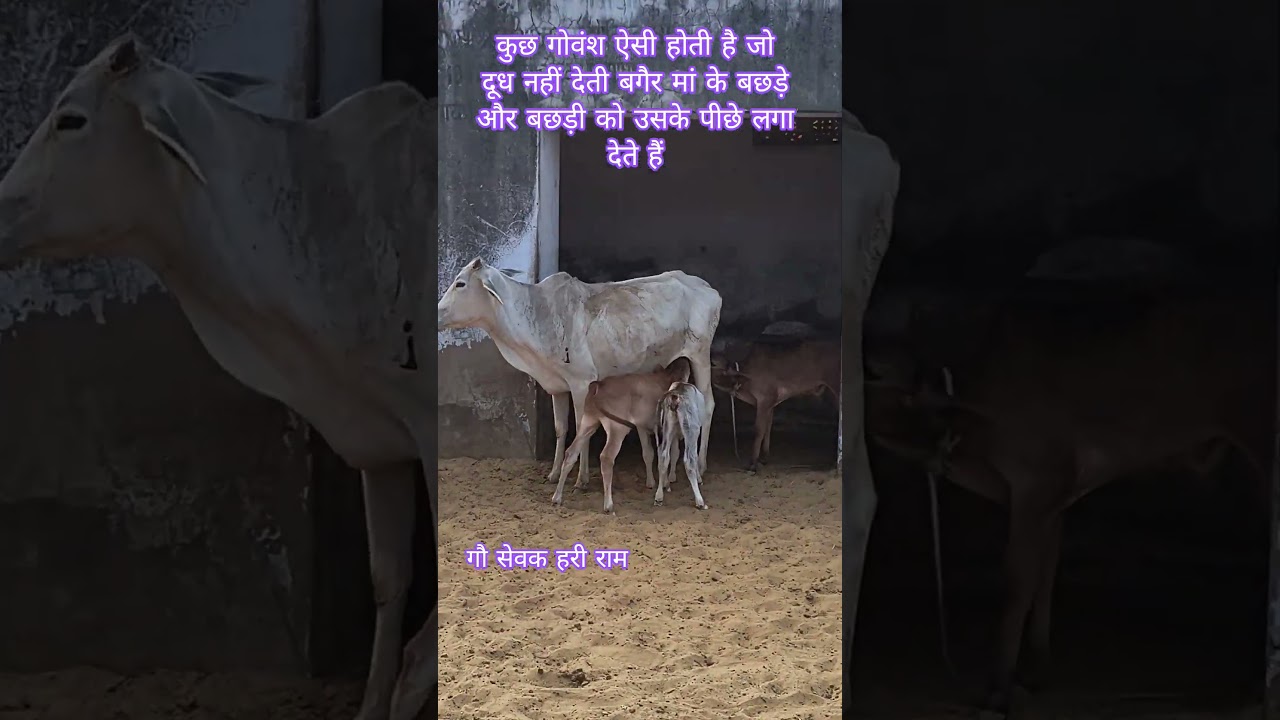 कुछ गोवंश ऐसी होती है जो दूध नहीं देती बगैर मां के बछड़े और बछड़ी को उसके पीछे लगा देते हैं #गौ_सेवक