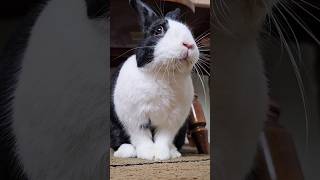 RABBIT WASHING HIS FACE
