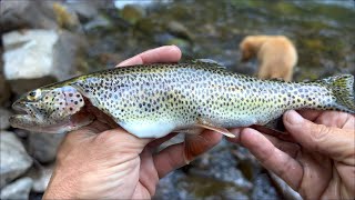 Riverside SUV Camping & Fishing With My Dog (Catch Cook Camp) IN THE WILD