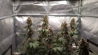 Lemon Haze, Orange Juice & Raspberry Parfait: Garden Update Ep#12