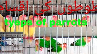 Types of love birds/ for free adoption #birds #birding #birdlife #birdlovers #nature #parrots #cute by Birds_lover85 38 views 8 months ago 1 minute, 25 seconds