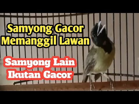 BURUNG SAMYONG LAGI BERAKSI DALAM MENAMPILKAN KICAUANNYA BURUNG SAMYONG LAGI BERAKSI DALAM MENAMPILKAN KICAUANNYA