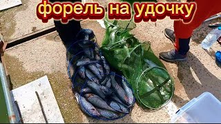 Форель ловят мешками на удочку. #fishing #рыбалка #낚시