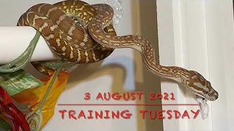 Morelia bredli Complete Shifting Behavior, Targeting Clips of Bredli, and a Royal!