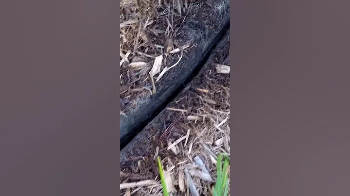 Easiest way to dig trench for direct bury