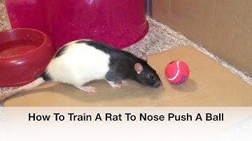 How To Train A Rat To Nose Push A Ball