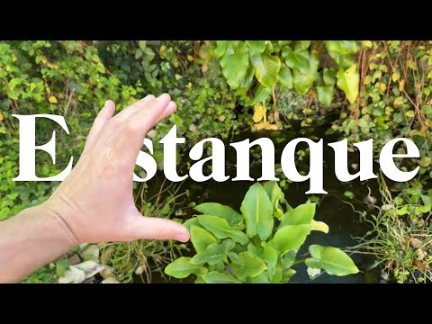 🎬 Video relacionado con estanques de jardín