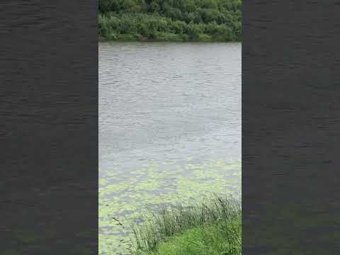 Video: Unzha ist ein Fluss in Russland. Beschreibung, Eigenschaften, Foto