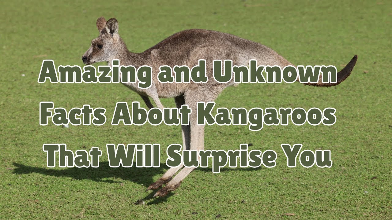 Amazing and Unknown Facts About Kangaroos That Will Surprise You