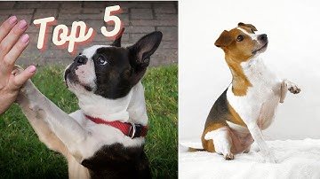 Top 5 EASY DOG TRICKS To Teach Your Puppy On TikTok 2021