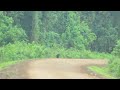 The blackcoatedleopard by ethiopian wildlife by aziz ahmed