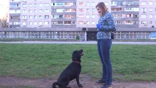 Дрессировка собак в Тольятти. 89179611476 Тренировка. Общий курс дрессировки. Дрессировка собак в Тольятти. 89179611476 Тренировка. Общий курс дрессировки.
