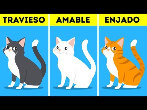 Video: Cómo Determinar El Color De Un Gatito