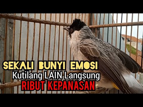 Suara Burung Kutilang Gacor TARUNG Tanpa isian, Ampuh untuk pikat Kutilang jadikan Kutilang Ribut,