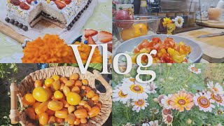 Weekend vlog - my first vlog \/ cooking, relaxing \& Harvesting a crop