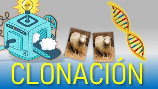 Clonación De La Oveja Dolly Explicación 2022