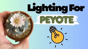 The Right Light for Peyote at Every Stage